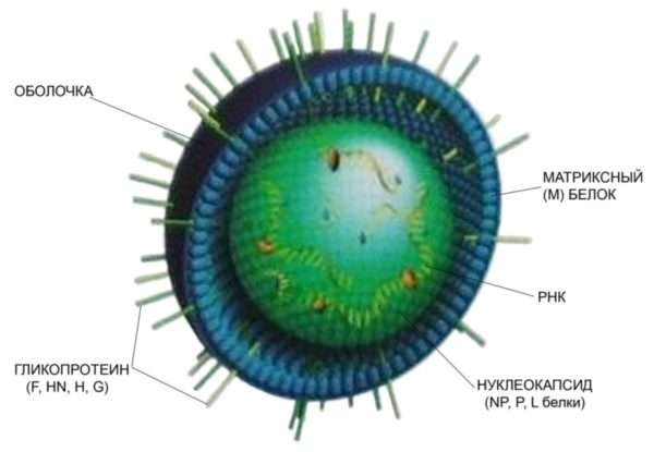 Показатели иммунитета к кори