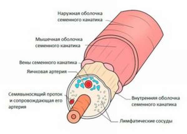 Анатомия семенного канатика