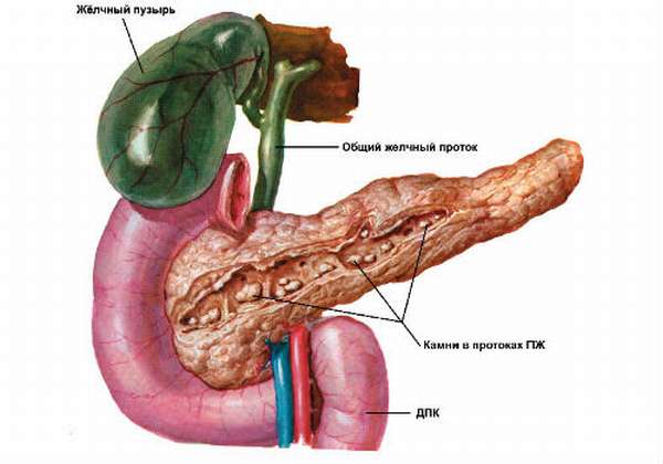 анатомические особенности внутреннего органа