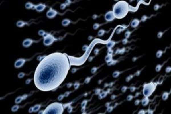 Сперматогенез – это процесс, в результате которого из первичных половых клеток формируются сперматозоиды