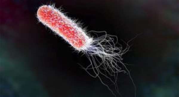 Заражение кишечной палочкой E. coli после биопсии