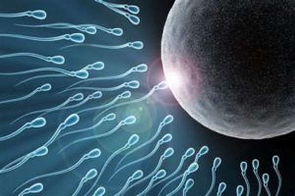 Активность сперматозоидов