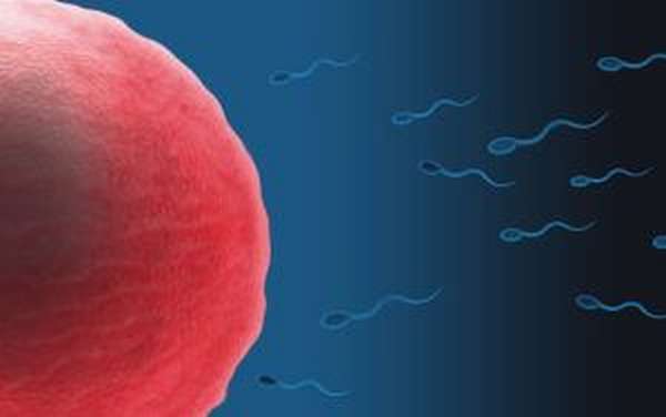 При попадании сперматозоидов в организм женщины, иммунная система начинает активное их уничтожение