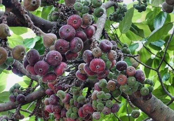 плоды фигового дерева