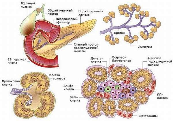 Биохимия гормоны поджелудочной железы thumbnail